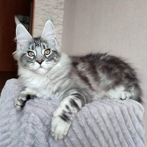 Hugo M