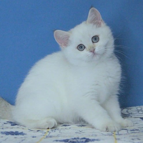 Molli F